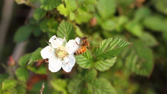 石蜜、木蜜采百草釀成