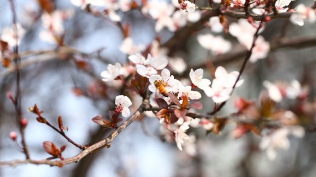 蜜蜂通過嗅覺找蜜源