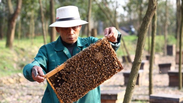 成熟蜂蜜的采收過程