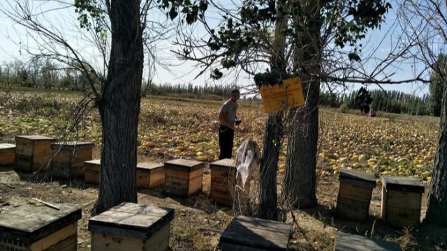 花蜜釀成成熟蜜與地域、氣候有關