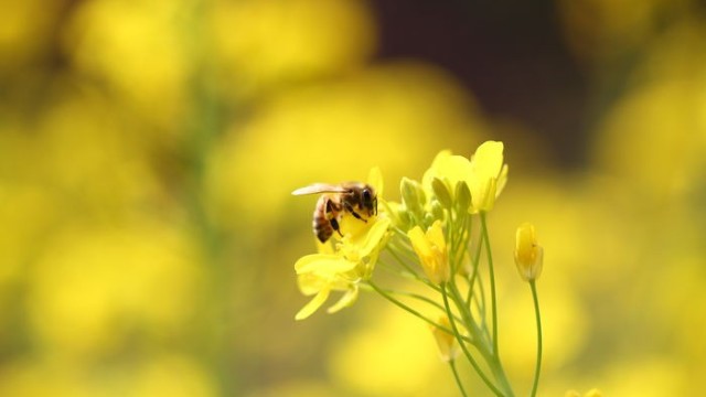 油菜蜜采集時(shí)間達(dá)7個(gè)月