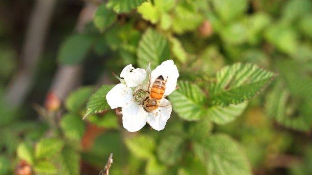 蜜蜂采蜜產生眾多蜂產品