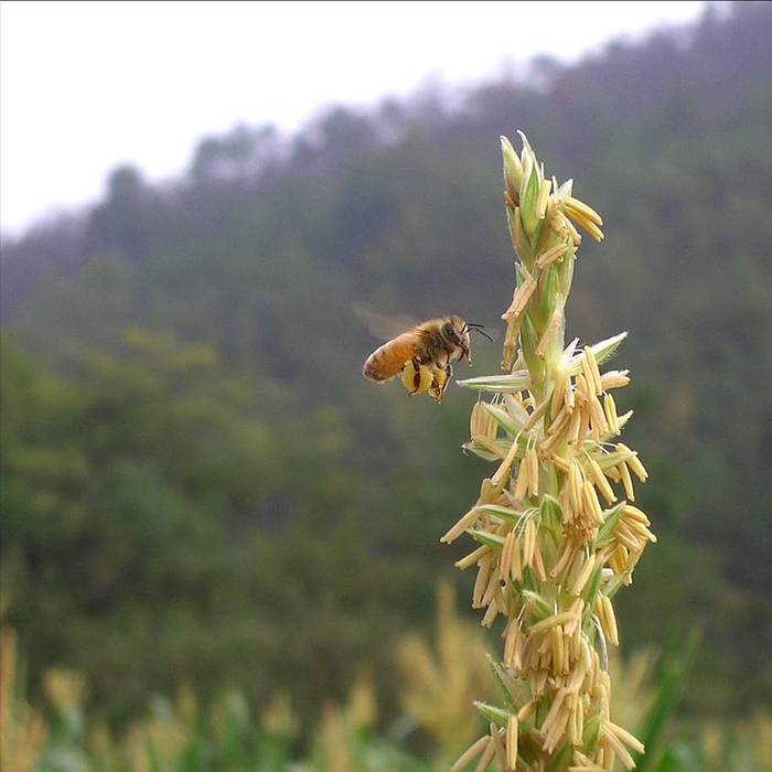 蜜蜂采集圖